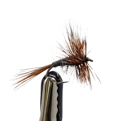 Fishing fly with brown and black feathers on a white background