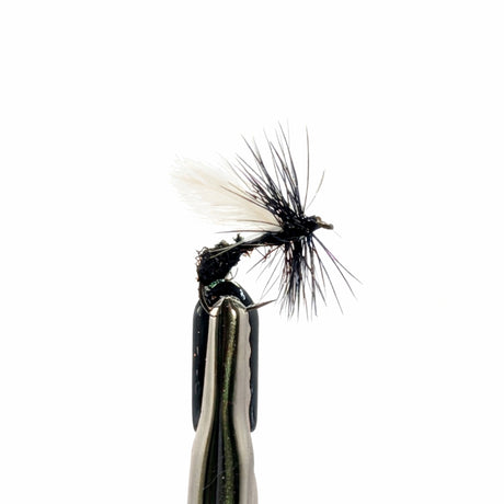 Black ant dry fly for trout fishing with black body, segmented profile and visible wing