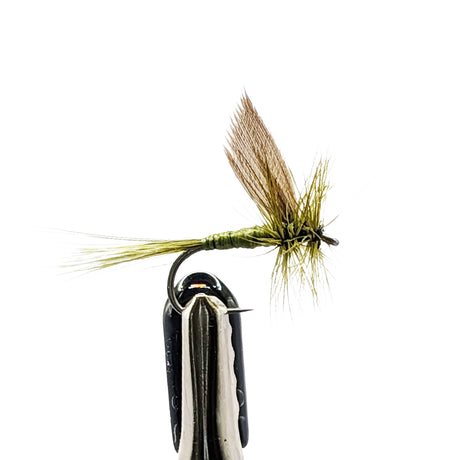 Side view Blue Winged Olive dry fly with olive body