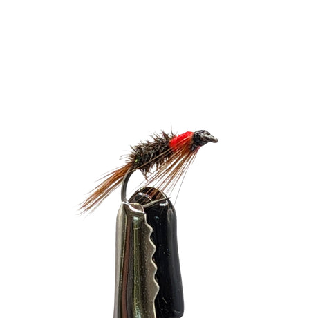 Macro close-up of Diawl Bach red neck nymph with peacock body and hotspot collar