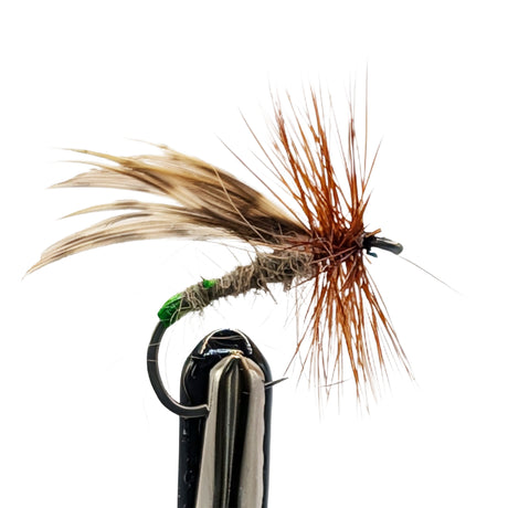 Grannom dry fly for trout fishing with dark body, green thorax and sedge-style wing