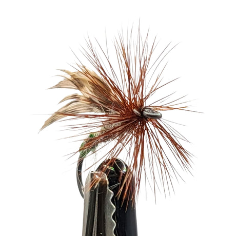 Grannom dry fly for trout fishing with dark body, green thorax and sedge-style wing