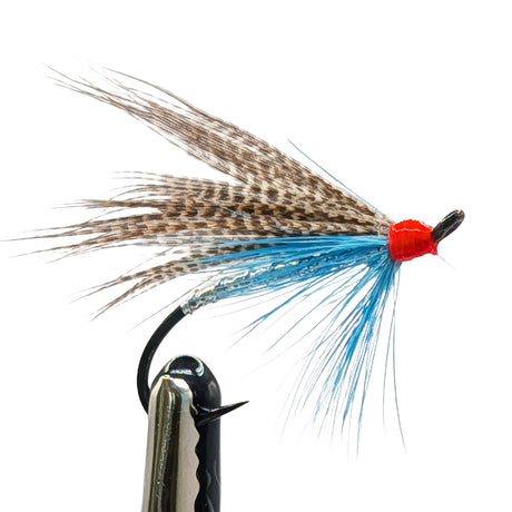 sea trout wet fly with blue  hackles and red head on white background