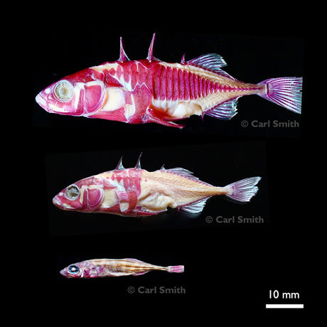 Three views of a preserved stickleback fish specimen on a black background, showing different sizes or developmental stages. The fish is displayed in lateral and dorsal/vent views, revealing a pinkish-red skeletal body with pale internal organs and purple-toned fins.
