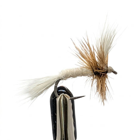 White Wulff dry fly trout pattern with white wings and bushy hackle