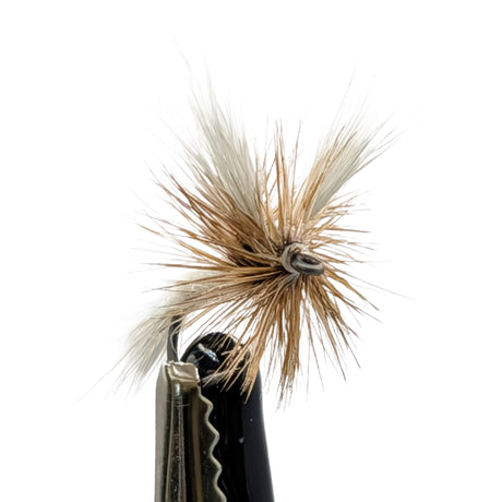 White Wulff dry fly trout pattern with white wings and bushy hackle close up