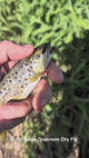 Grannom Dry Fly