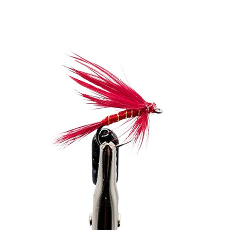 A red wet fly fishing lure with bright red feathers with gold line ribs